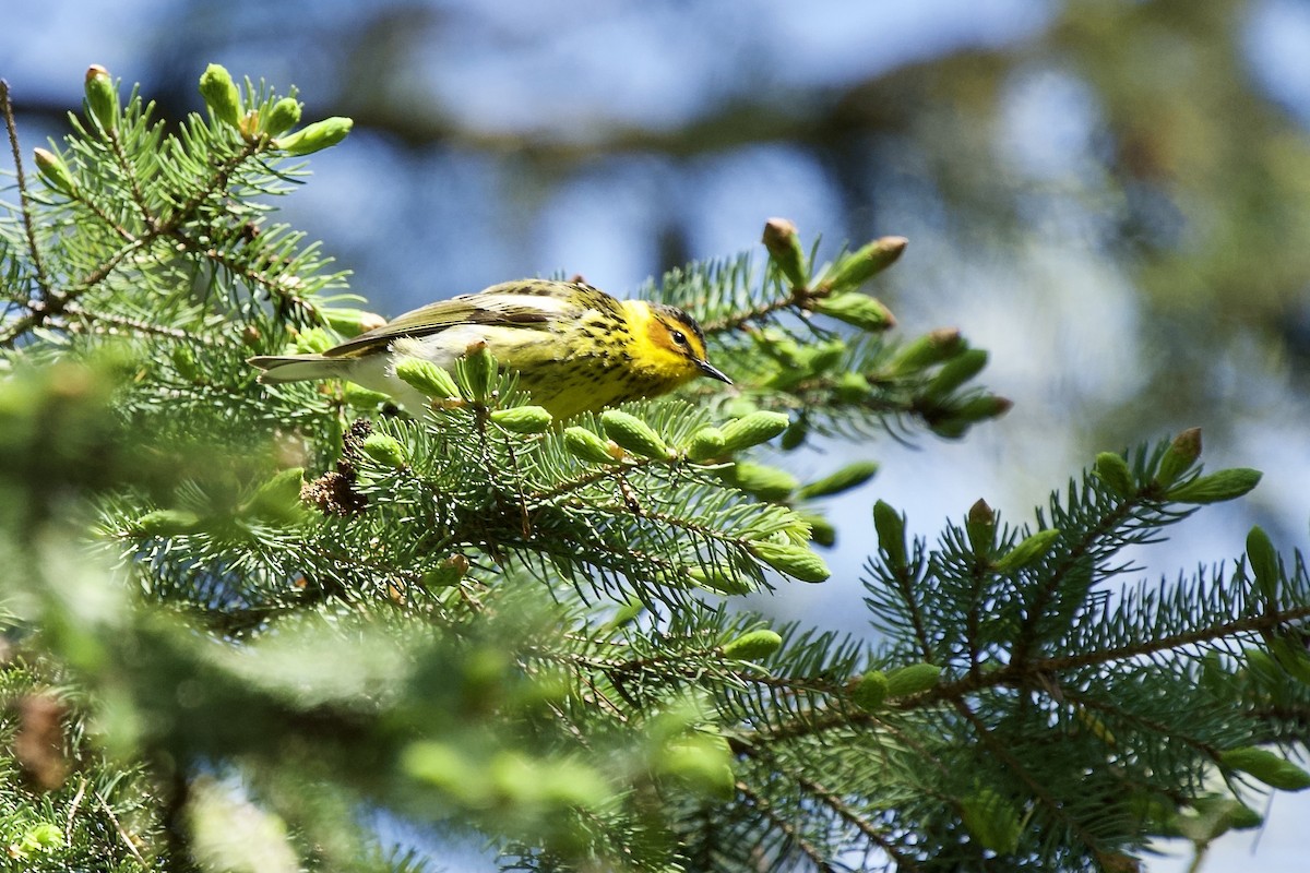 Cape May Warbler - Ian Jarvie
