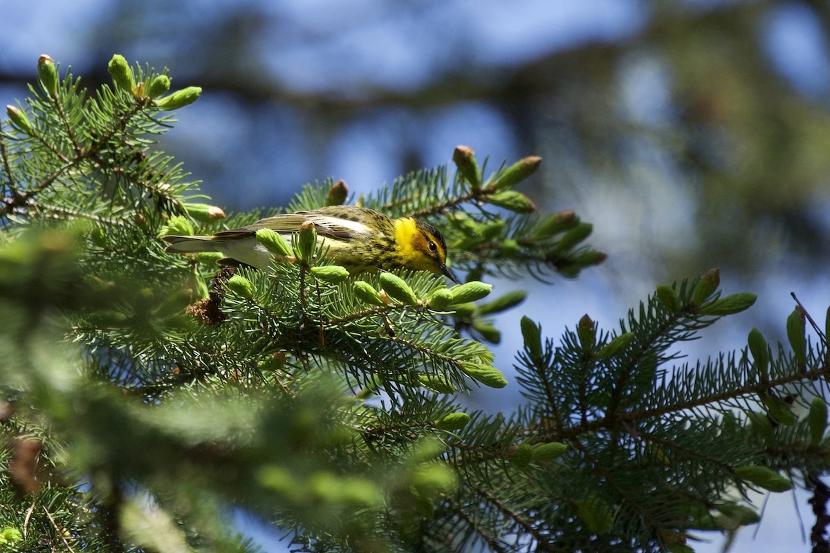 Cape May Warbler - ML618737391