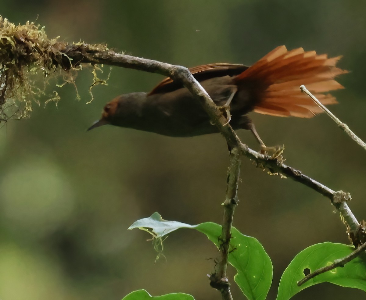 Red-faced Spinetail - ML618737421