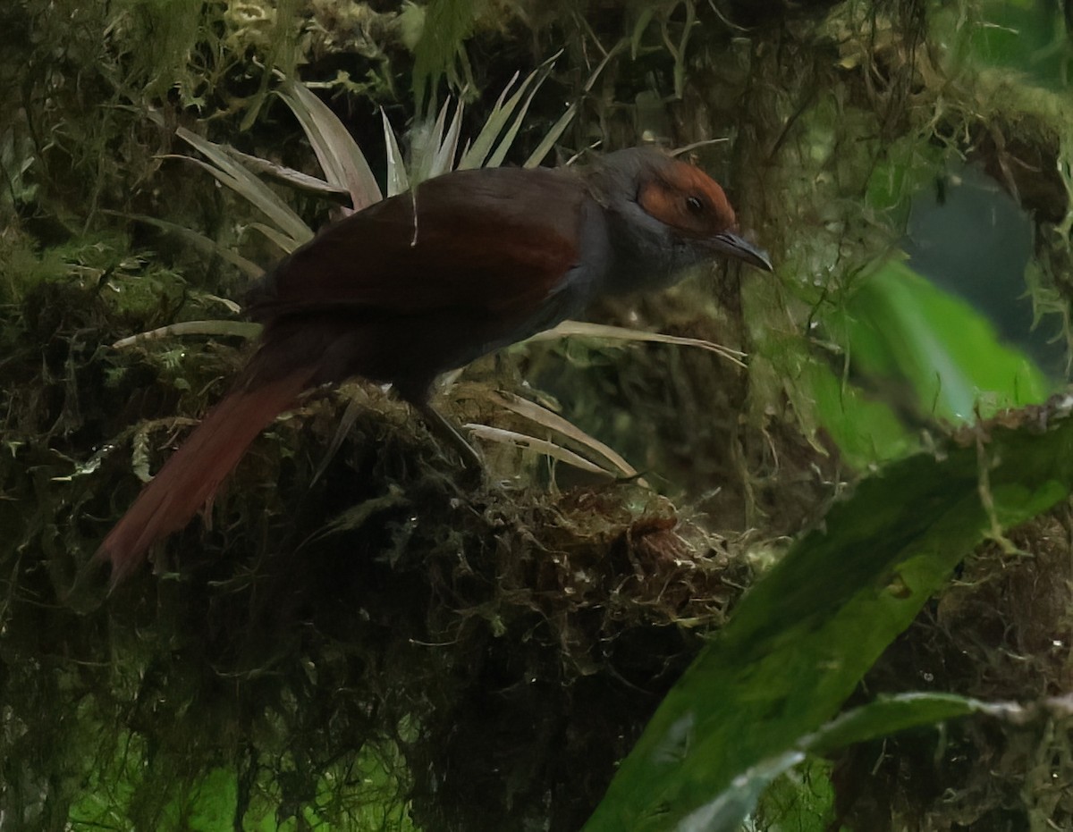 Red-faced Spinetail - ML618737422