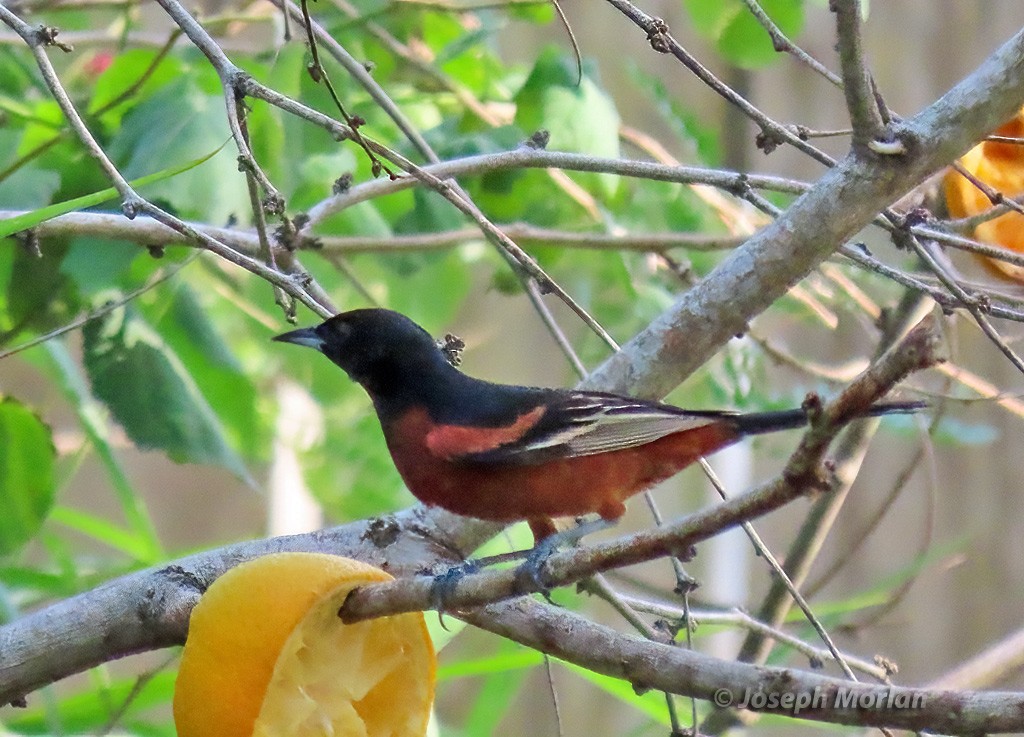 Orchard Oriole - ML618737495