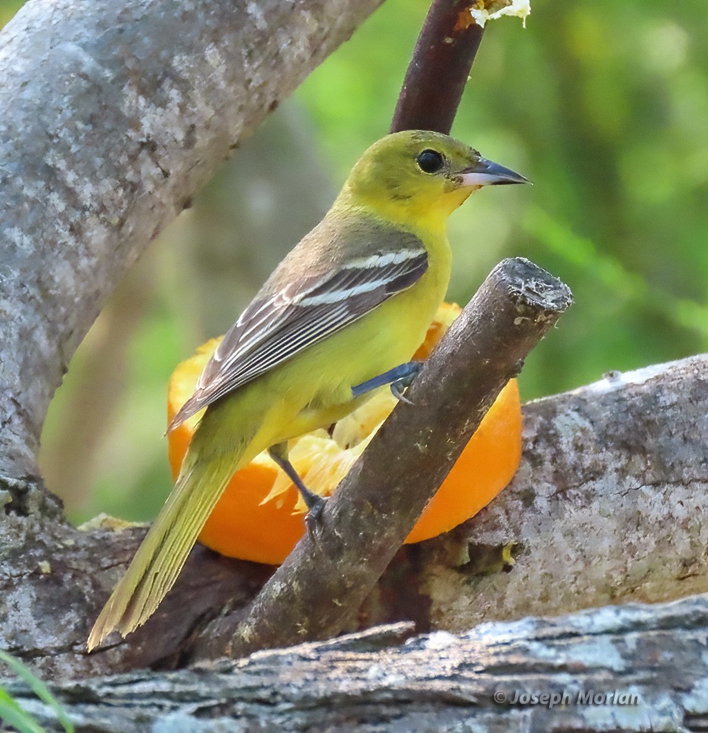 Orchard Oriole - ML618737497