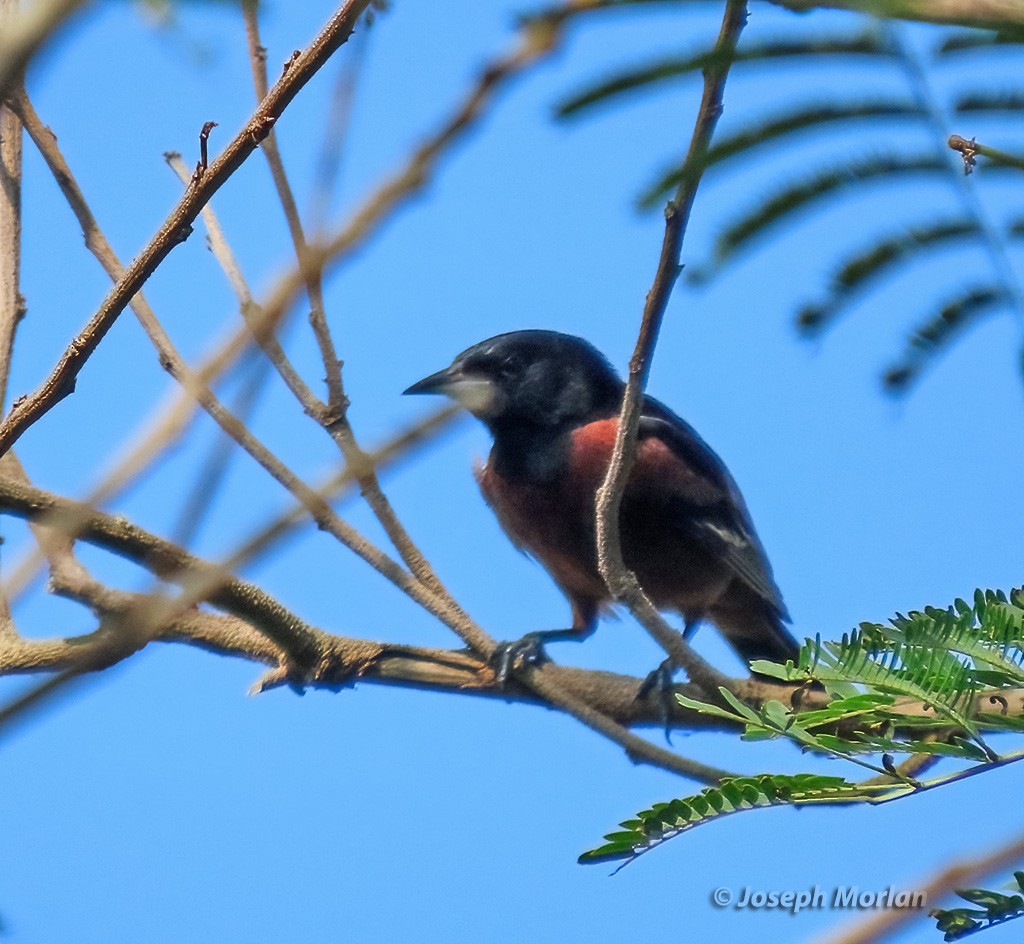 Orchard Oriole - ML618737498