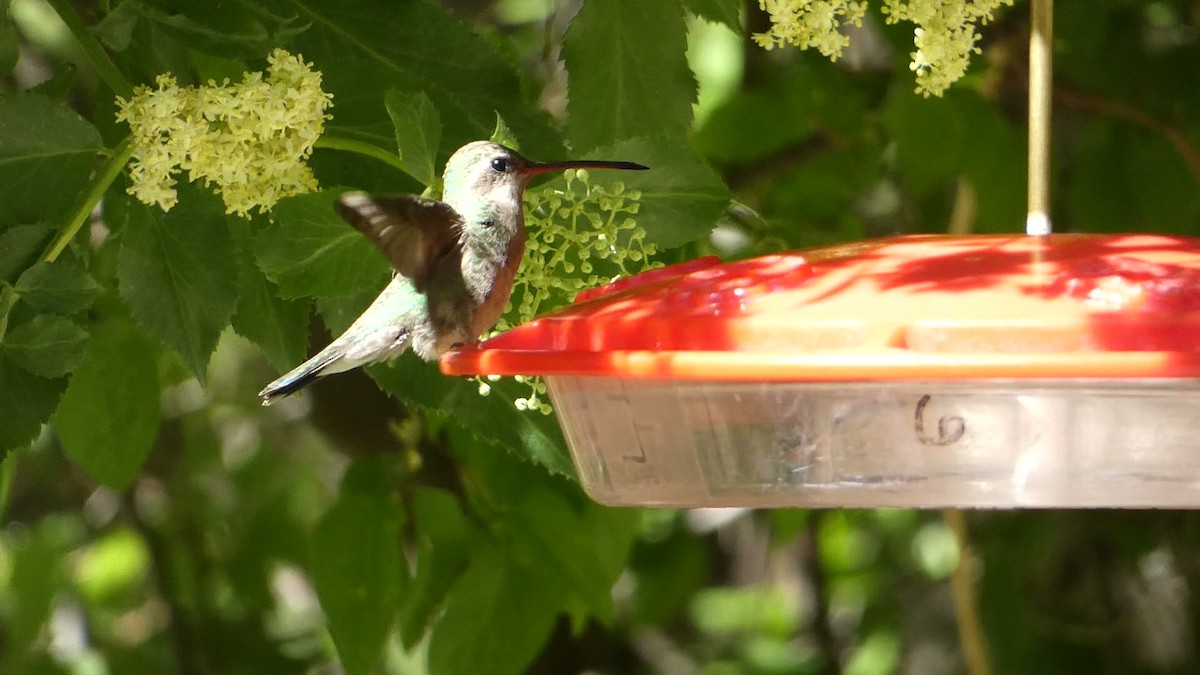 Broad-billed Hummingbird - ML618737505