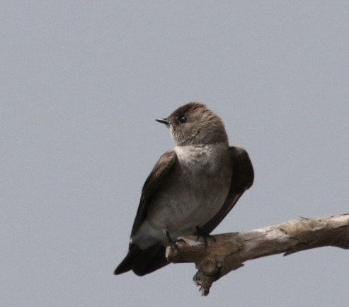 Northern Rough-winged Swallow - ML618737507