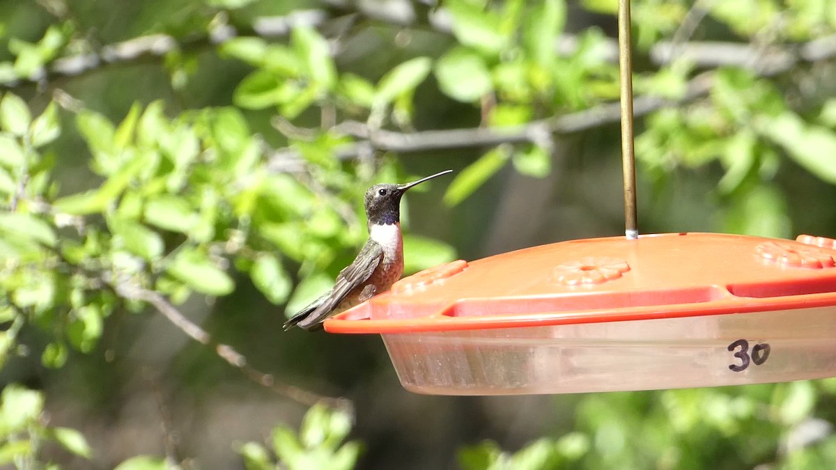 Black-chinned Hummingbird - ML618737513