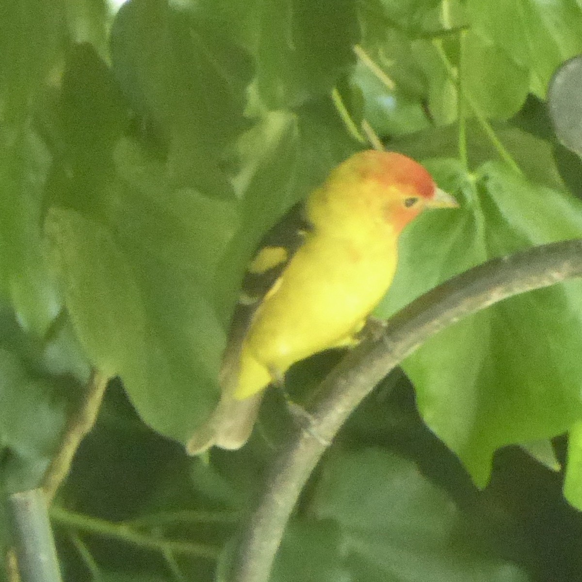 Western Tanager - ML618737518