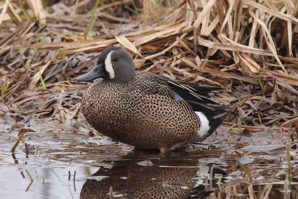 Blue-winged Teal - ML618737519