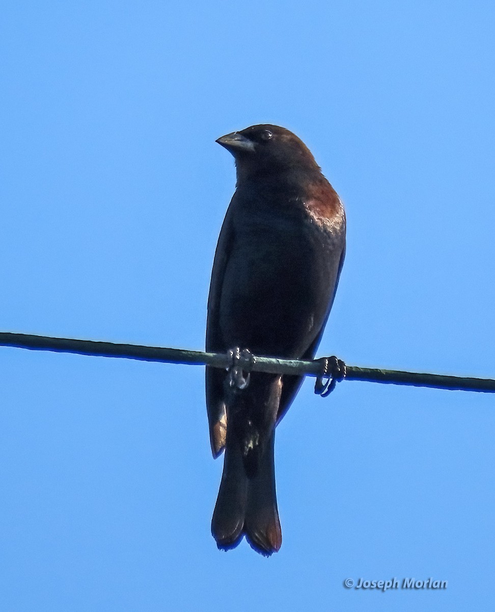 Brown-headed Cowbird - ML618737521