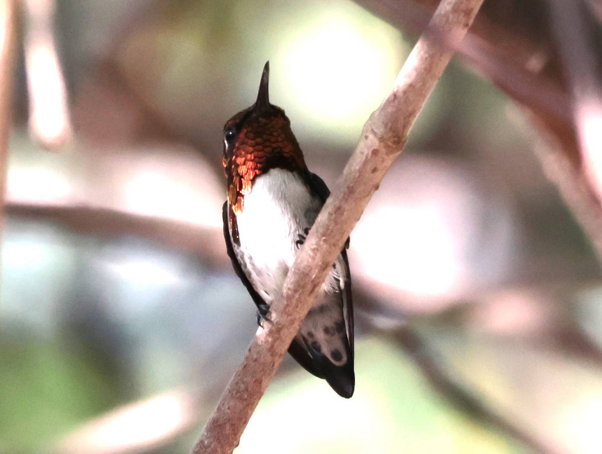 Bee Hummingbird - ML618737523