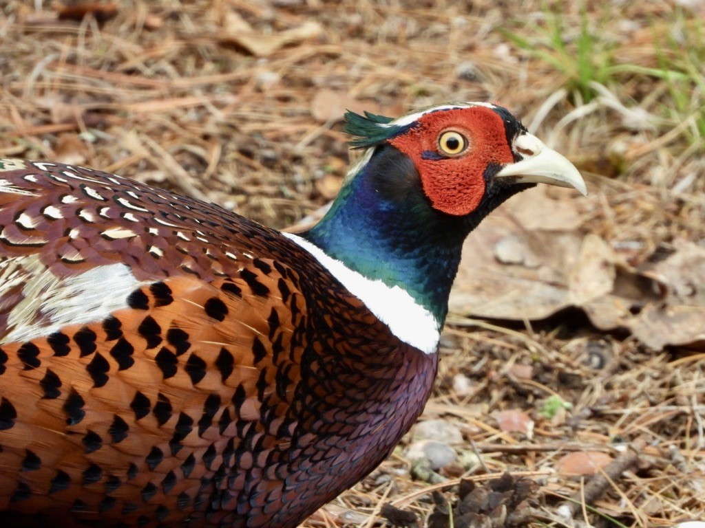 Ring-necked Pheasant - ML618737524