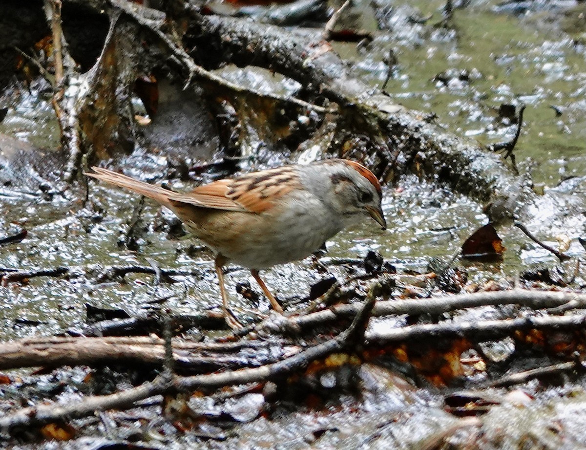 Swamp Sparrow - ML618737539