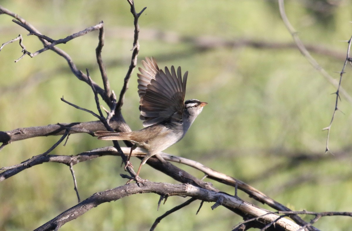 White-crowned Sparrow - ML618737543