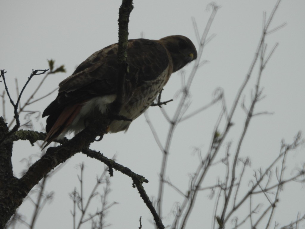 Red-tailed Hawk - ML618737544