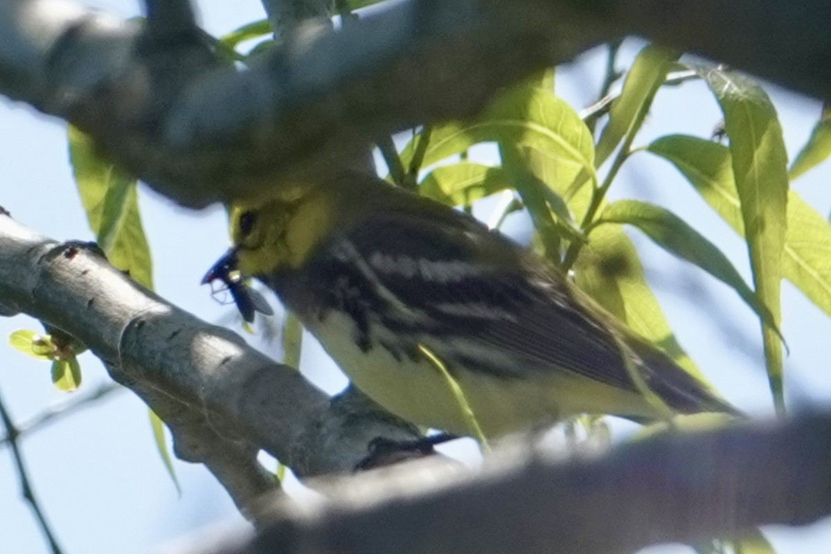 Black-throated Green Warbler - ML618737551