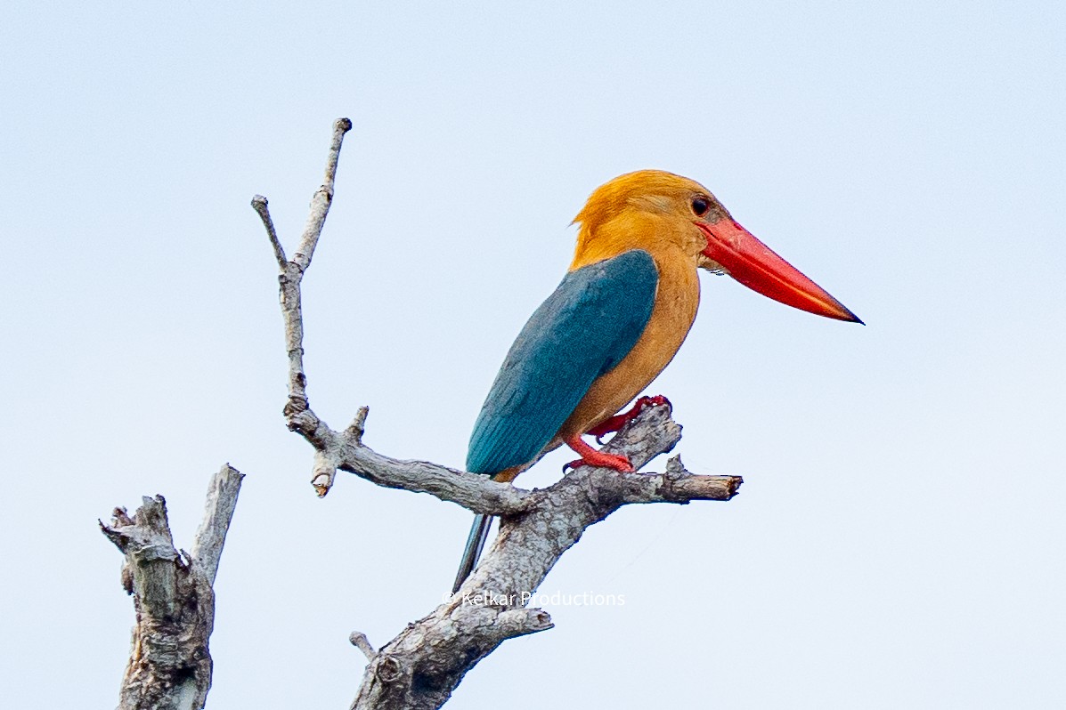 Stork-billed Kingfisher - Anand Kelkar