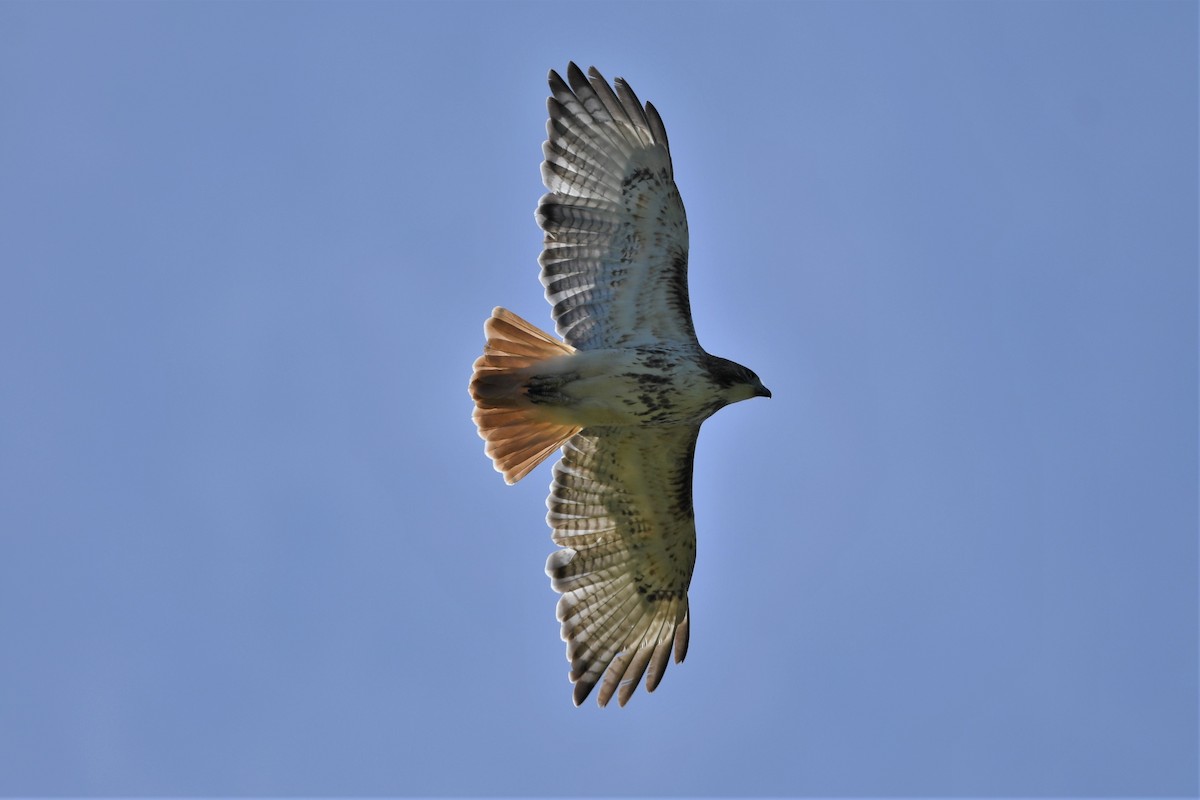 Red-tailed Hawk - ML618737649