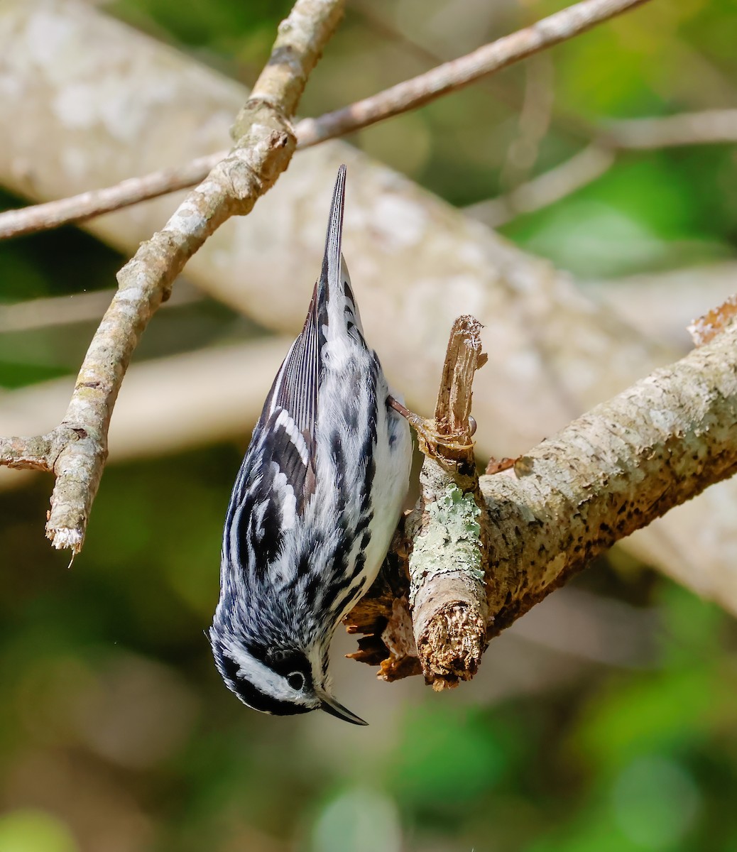 Black-and-white Warbler - ML618737658