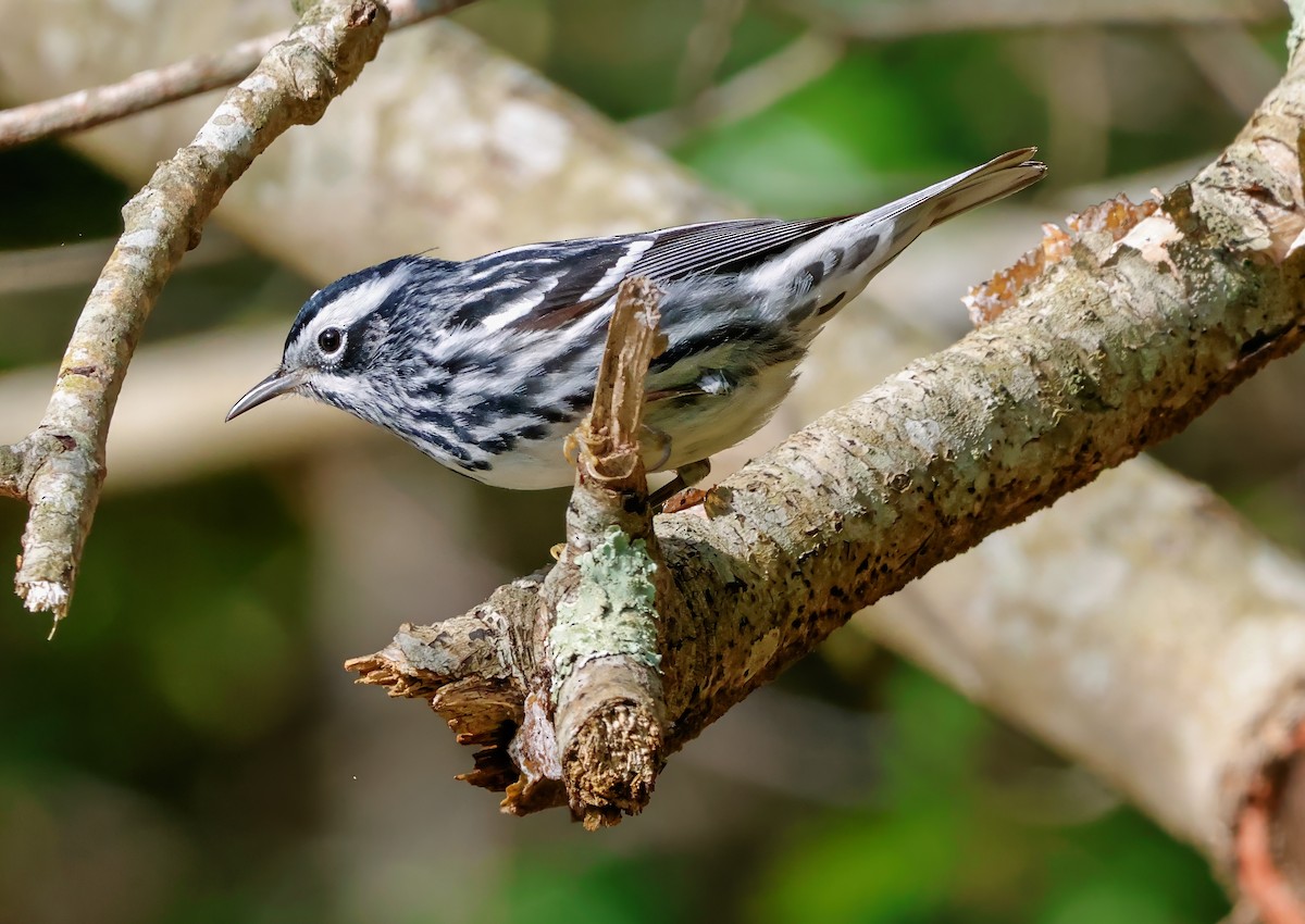 Black-and-white Warbler - ML618737659