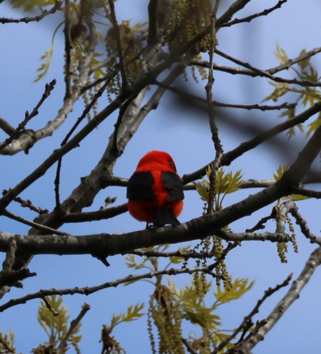 Scarlet Tanager - ML618737662