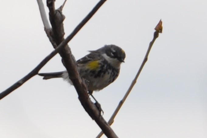 Yellow-rumped Warbler - David Argent