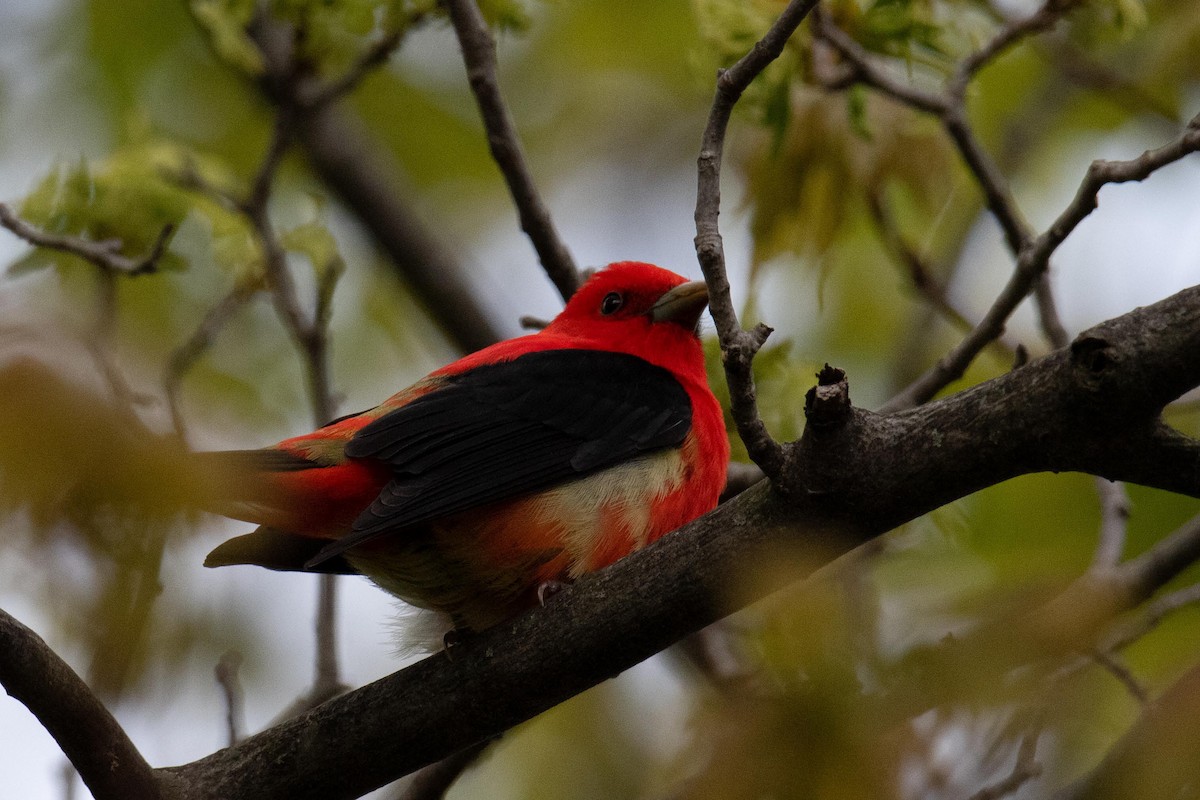 Scarlet Tanager - ML618737679