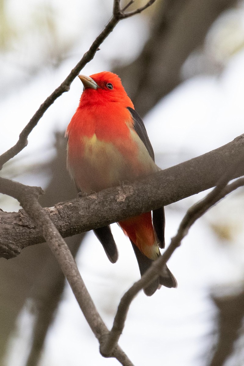 Scarlet Tanager - ML618737680