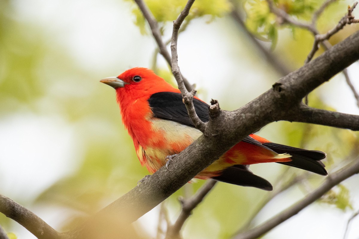 Scarlet Tanager - ML618737681
