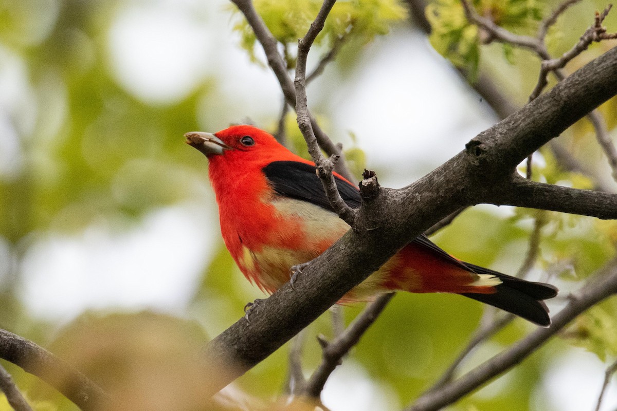 Scarlet Tanager - ML618737682