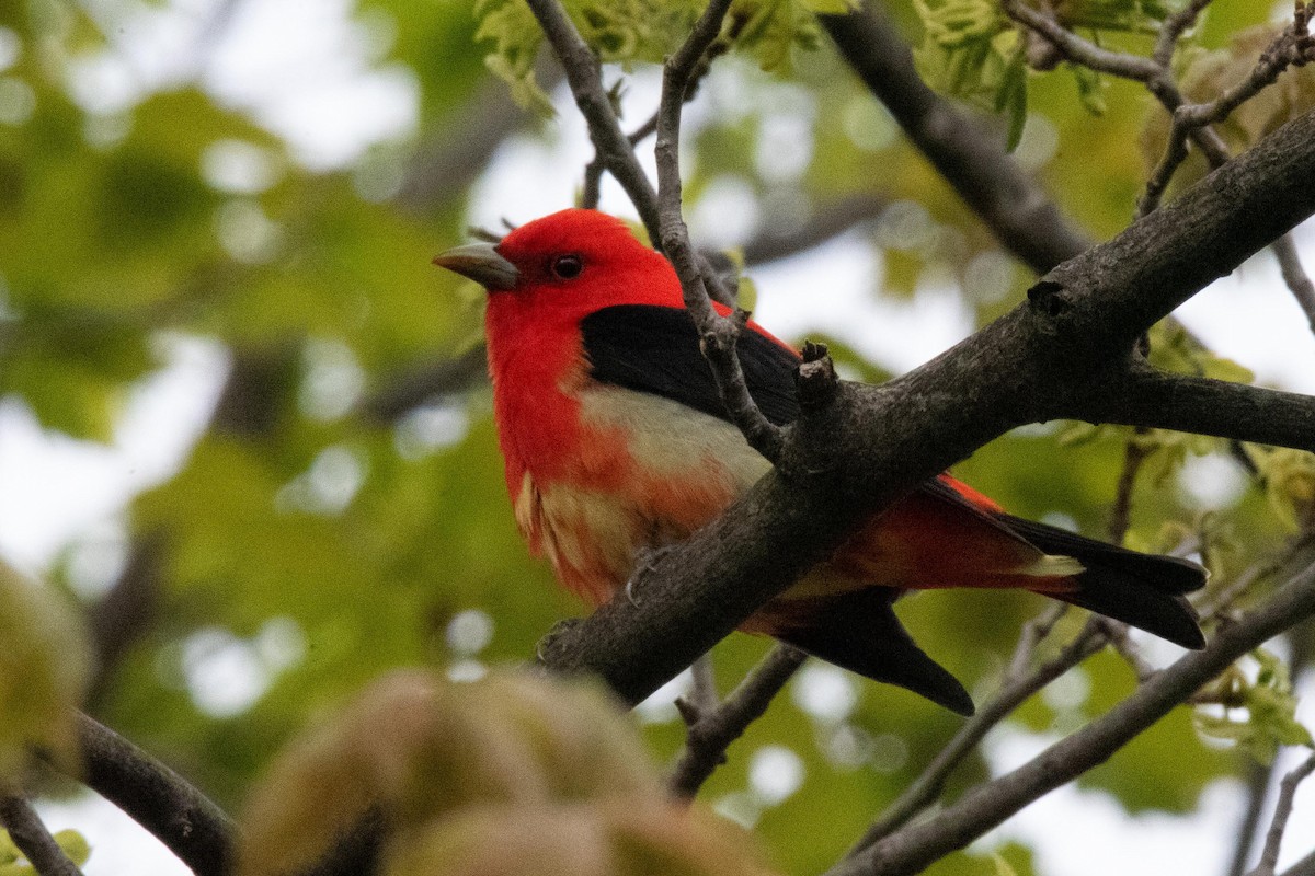 Scarlet Tanager - ML618737683