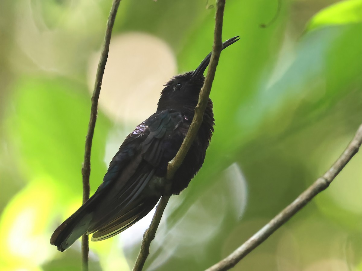 kolibřík fialkový - ML618737709