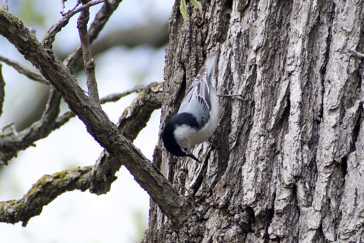 White-breasted Nuthatch - ML618737728
