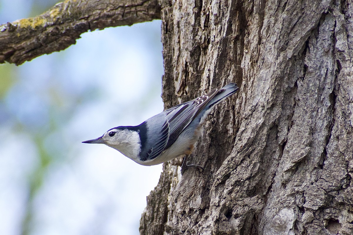 White-breasted Nuthatch - ML618737747