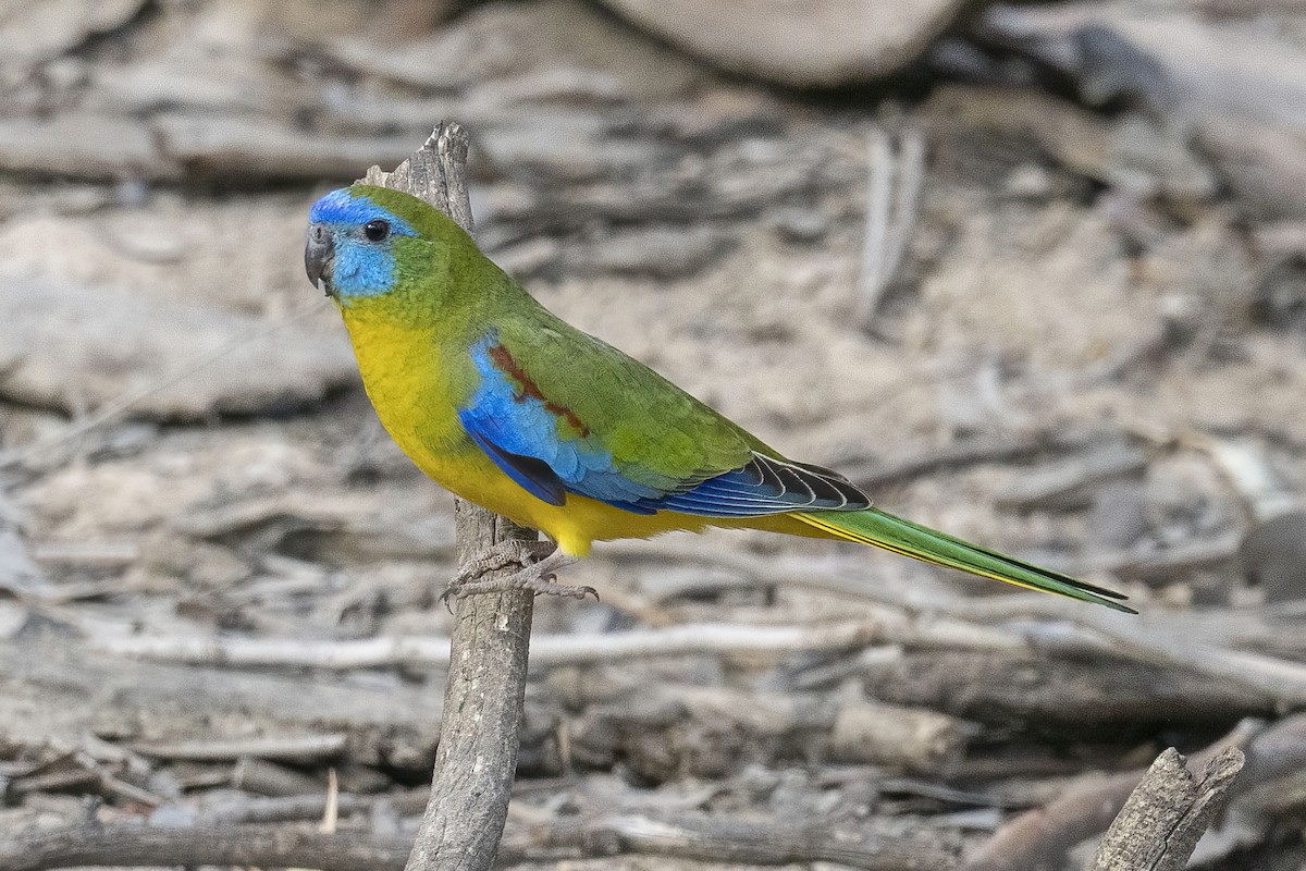Turquoise Parrot - ML618737749