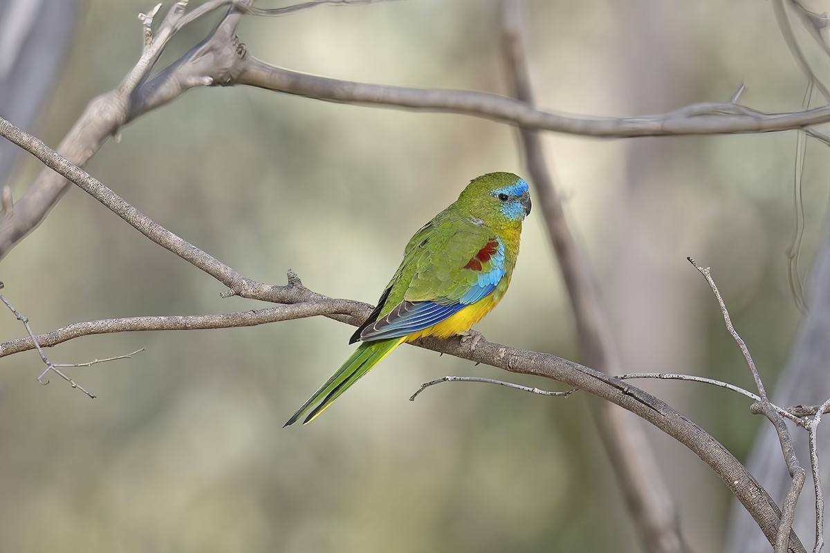 Turquoise Parrot - ML618737751