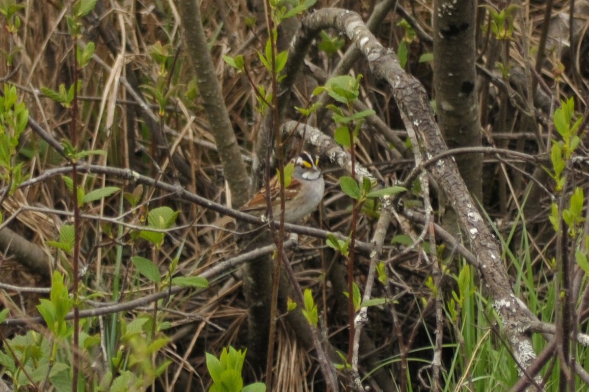 White-throated Sparrow - ML618737780