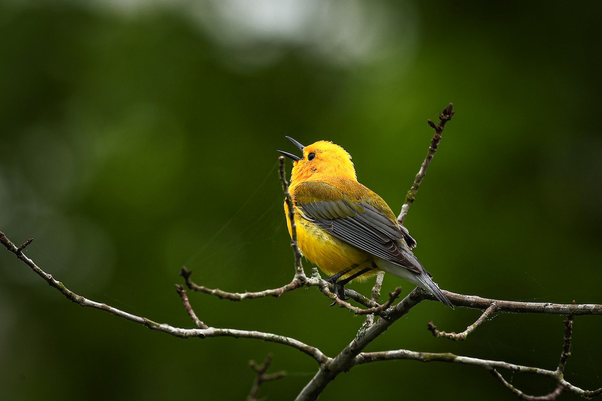 Prothonotary Warbler - ML618737806