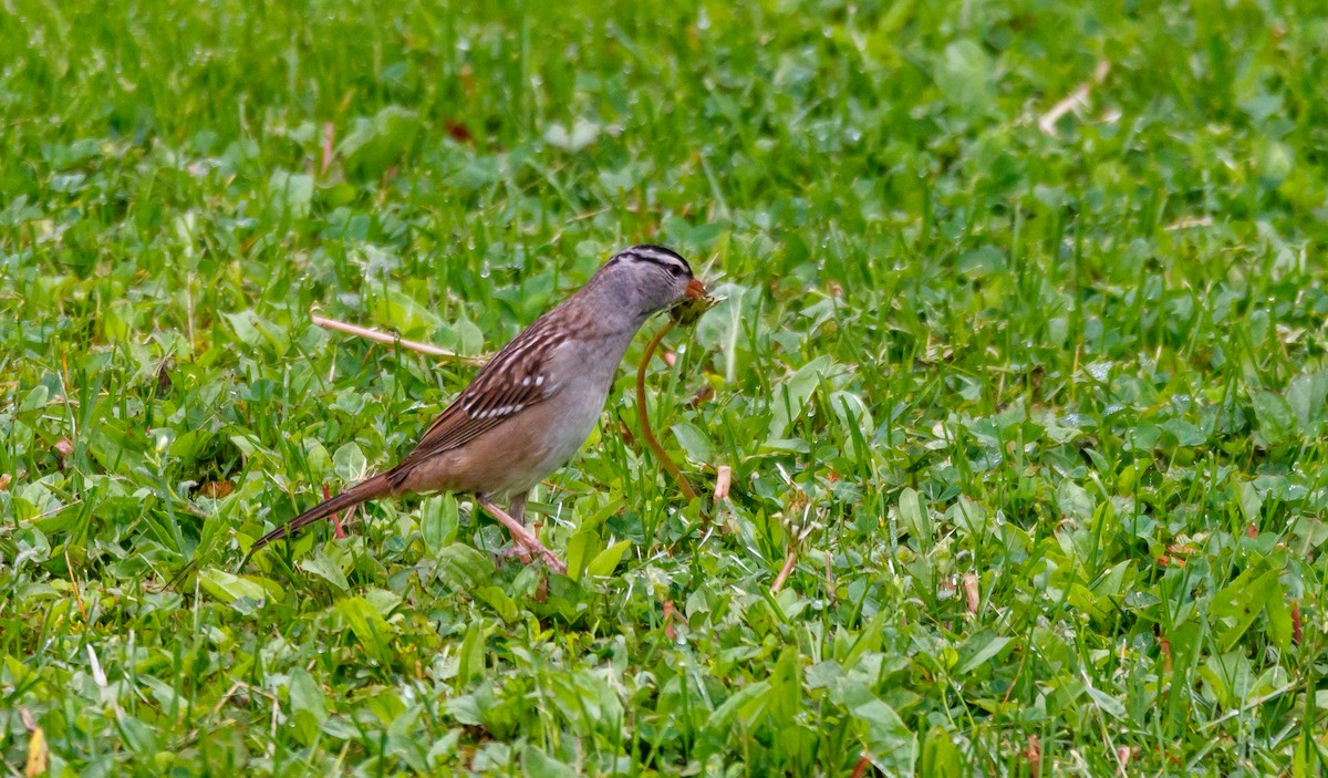 White-crowned Sparrow - ML618737874