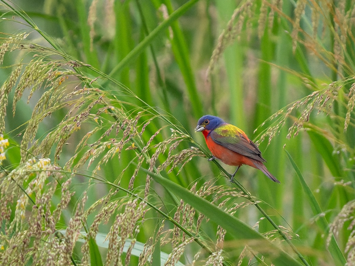 Painted Bunting - ML618737962