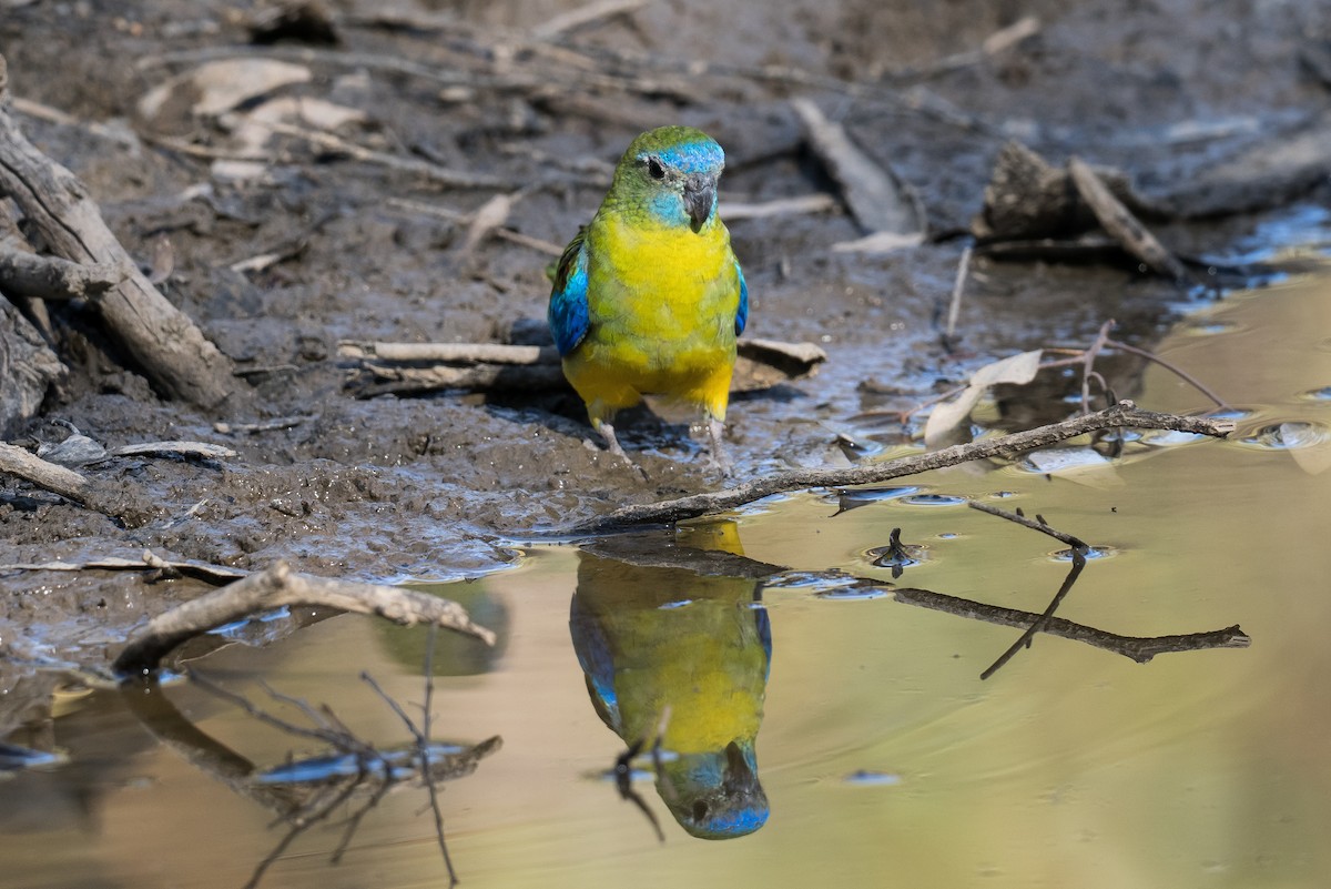 Turquoise Parrot - ML618737990