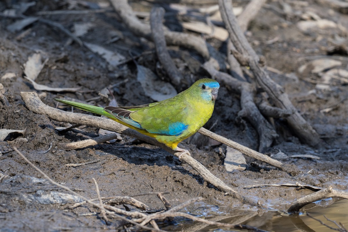 Turquoise Parrot - ML618737991