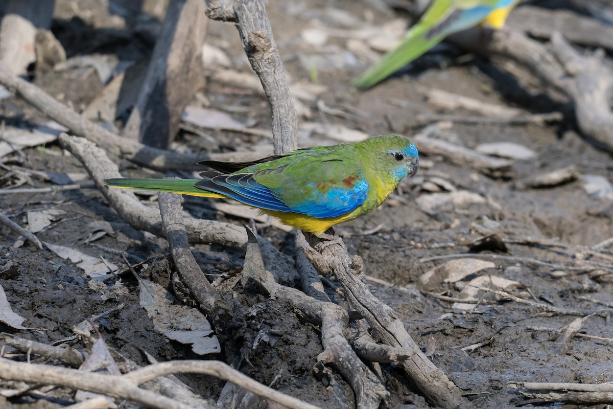 Turquoise Parrot - ML618737992