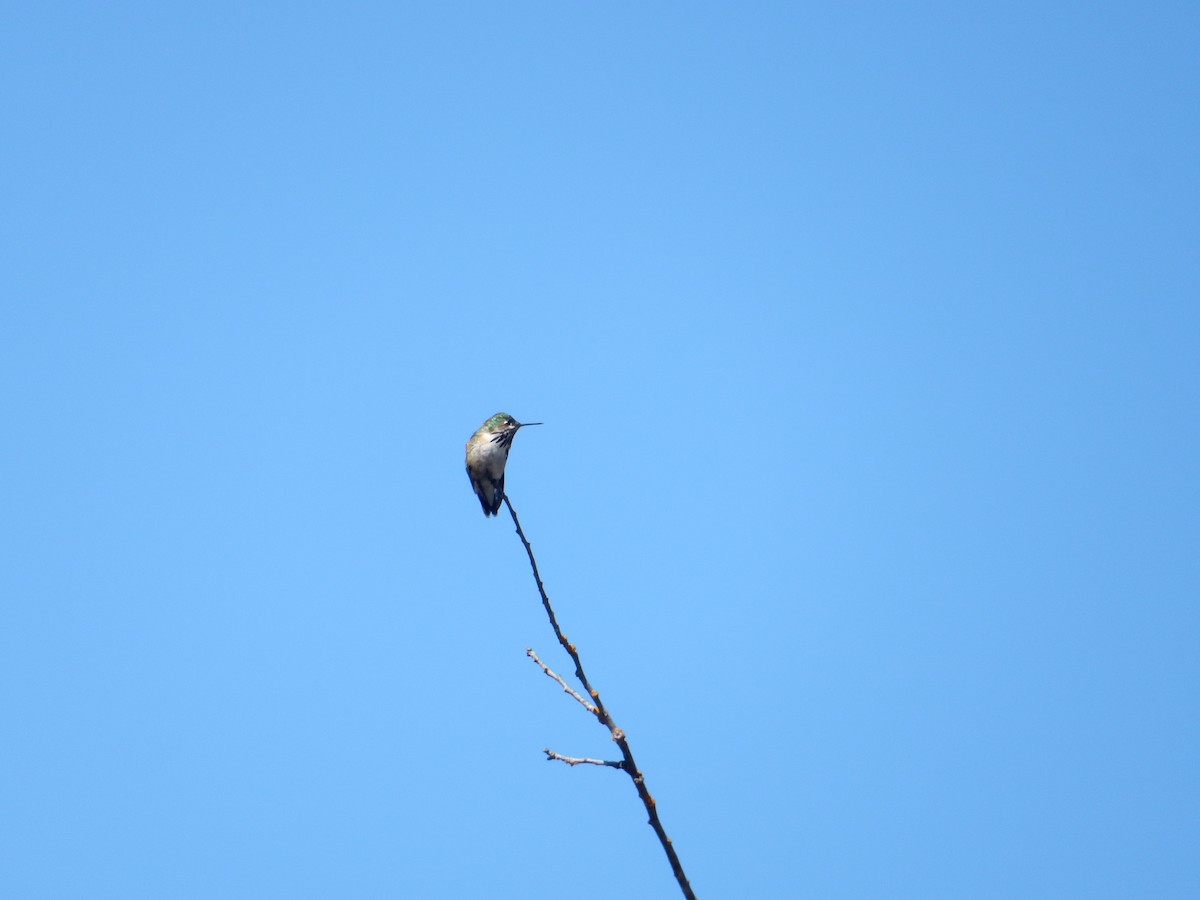 Calliope Hummingbird - ML618738015