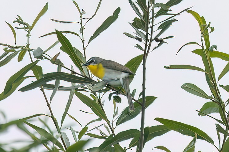 Yellow-breasted Chat - ML618738023