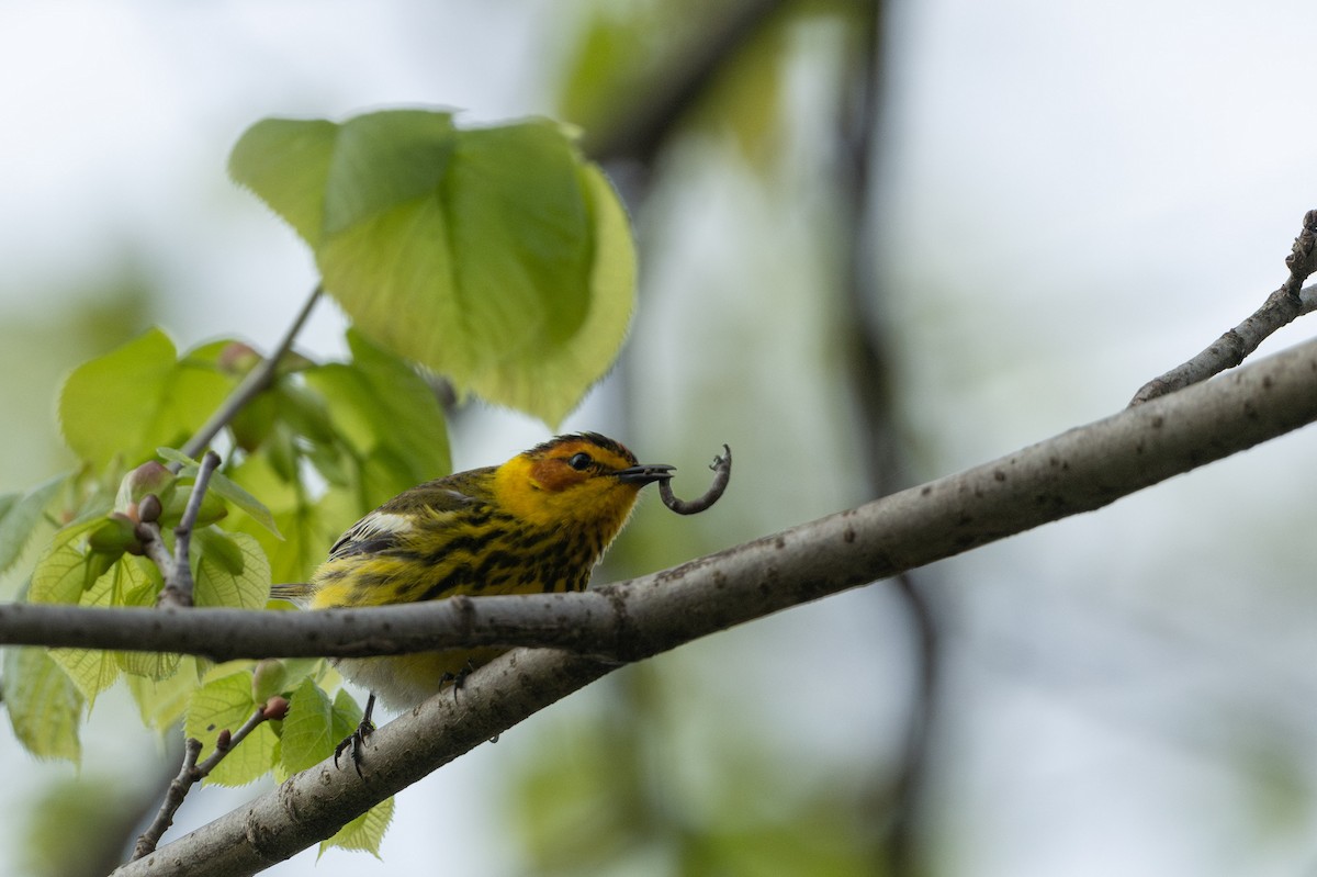 Cape May Warbler - ML618738030