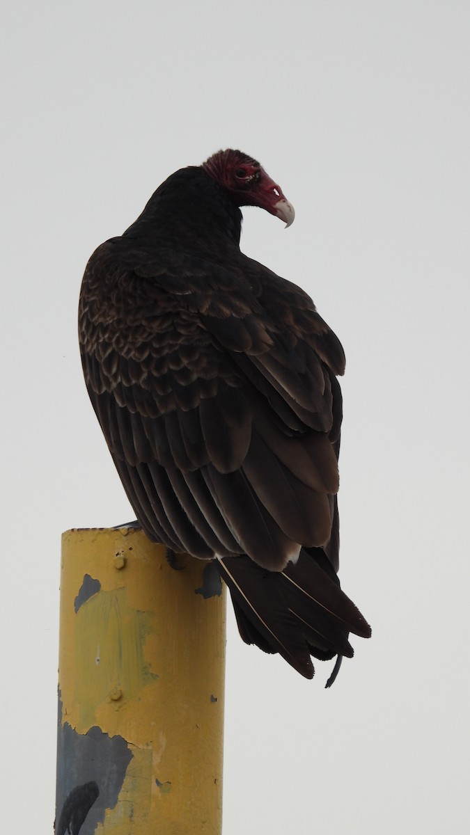 Turkey Vulture - ML618738040