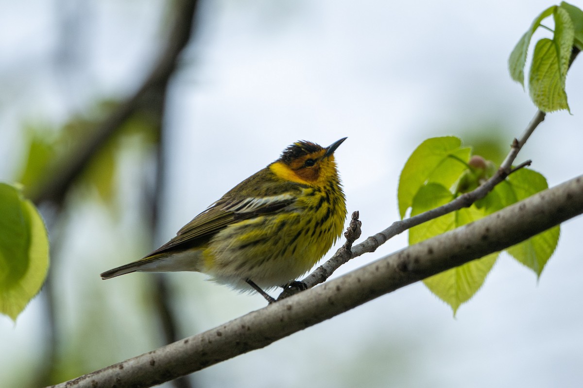 Cape May Warbler - ML618738042
