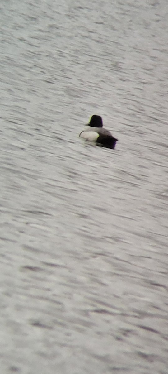 Greater/Lesser Scaup - ML618738051