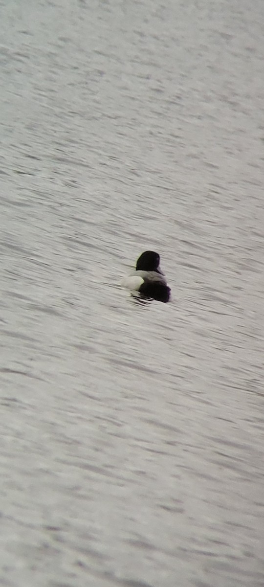 Greater/Lesser Scaup - ML618738053