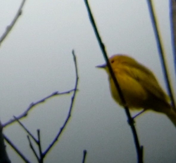 Yellow Warbler - ML618738084
